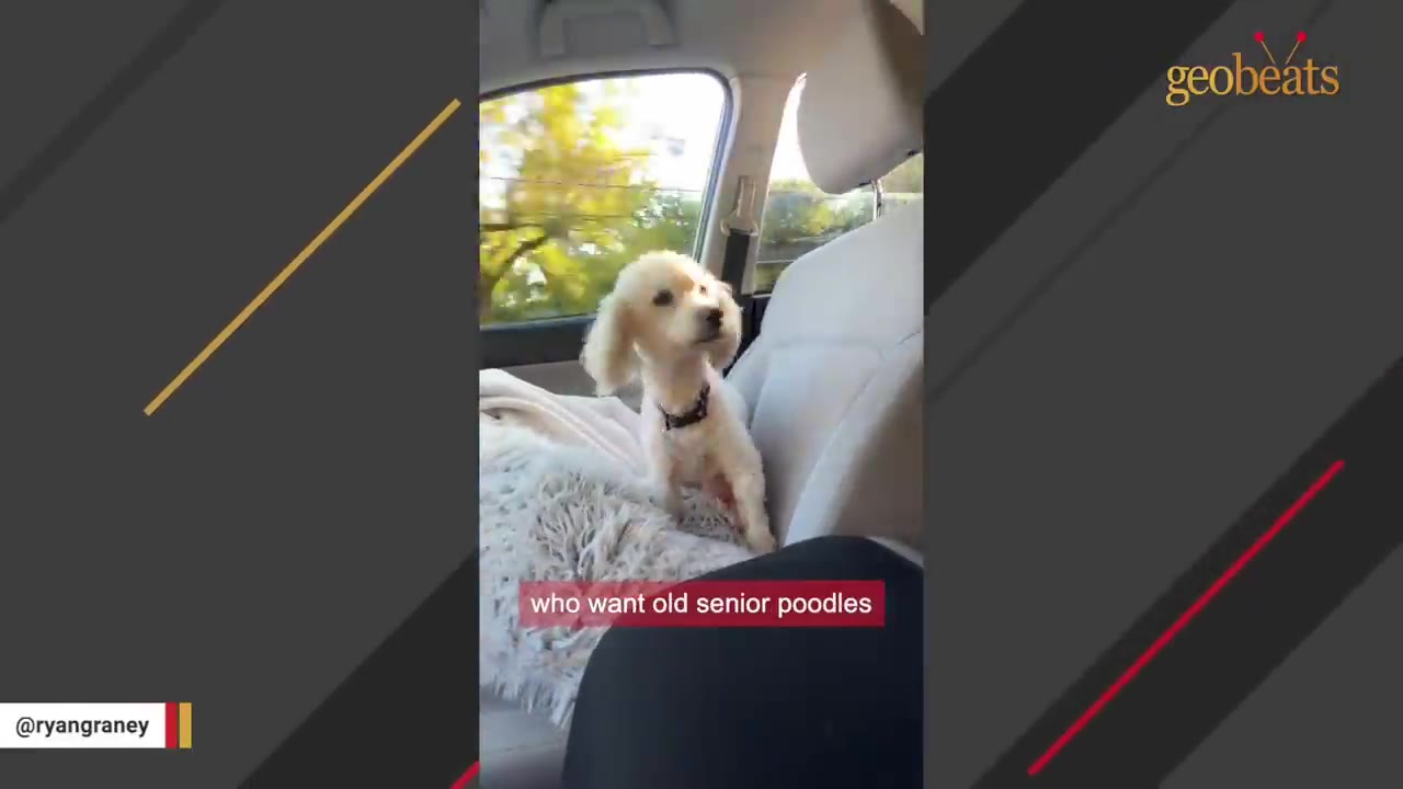 A small, light-colored senior poodle sits on a fluffy blanket in the passenger seat of a car, looking alertly towards the camera.