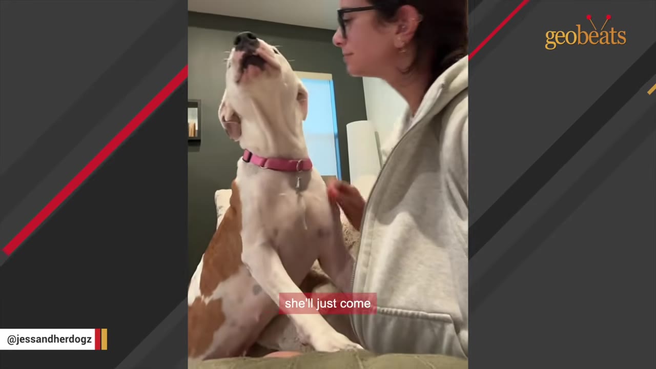 A white and brown dog wearing a pink collar sits up on its hind legs, tilting its head back with its mouth open as if vocalizing, next to a woman in a grey hoodie.