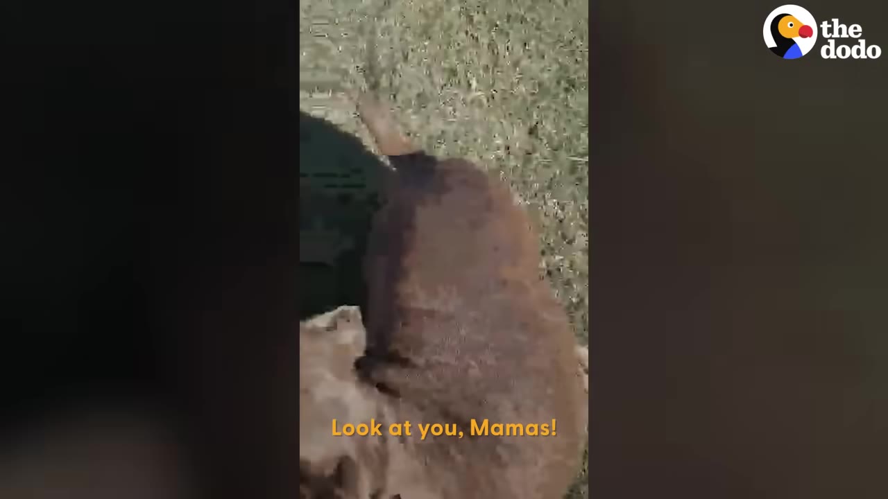 A brown dog happily greets someone outdoors on the grass, with the text 'Look at you, Mamas!' on screen.