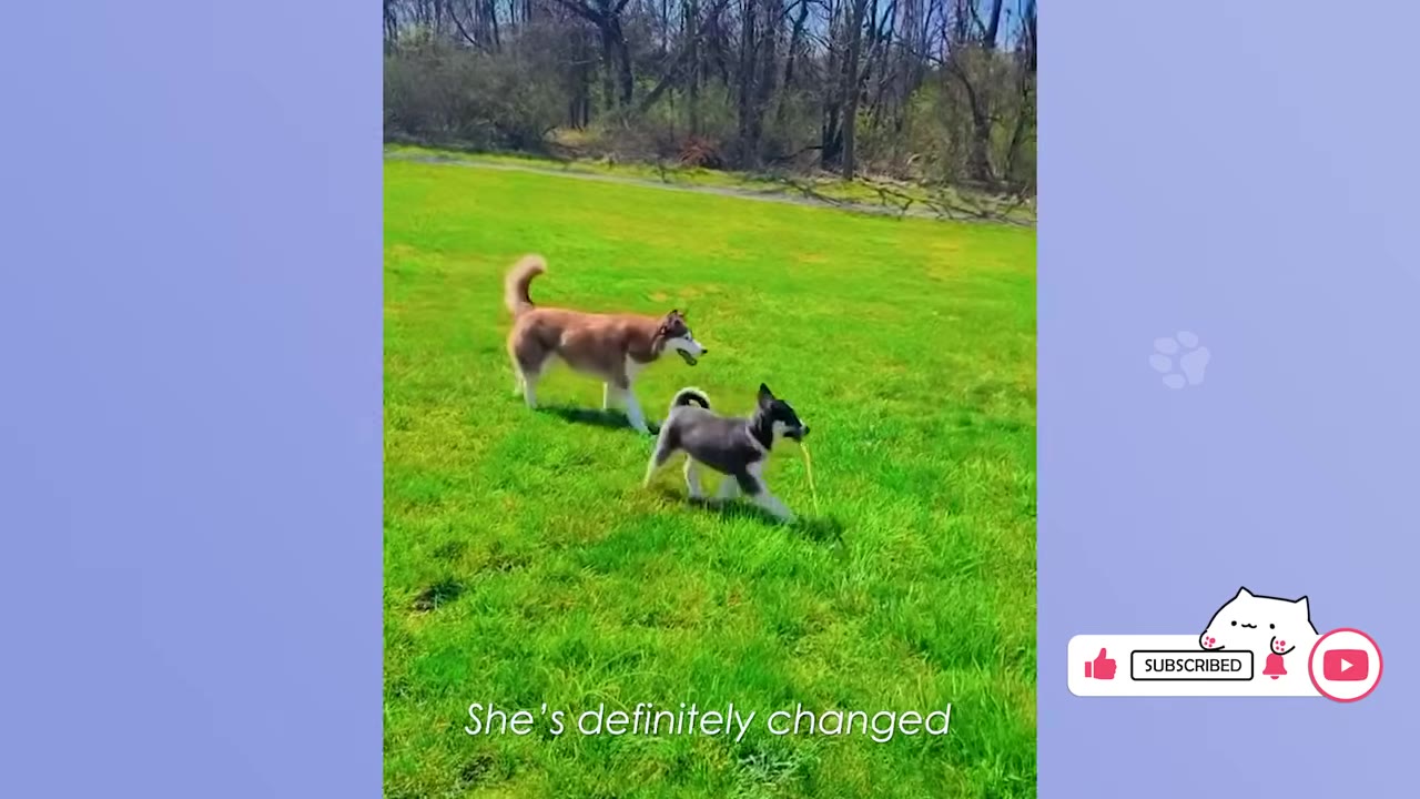 A brown husky and a black-and-white dog run together across a vibrant green grassy field.