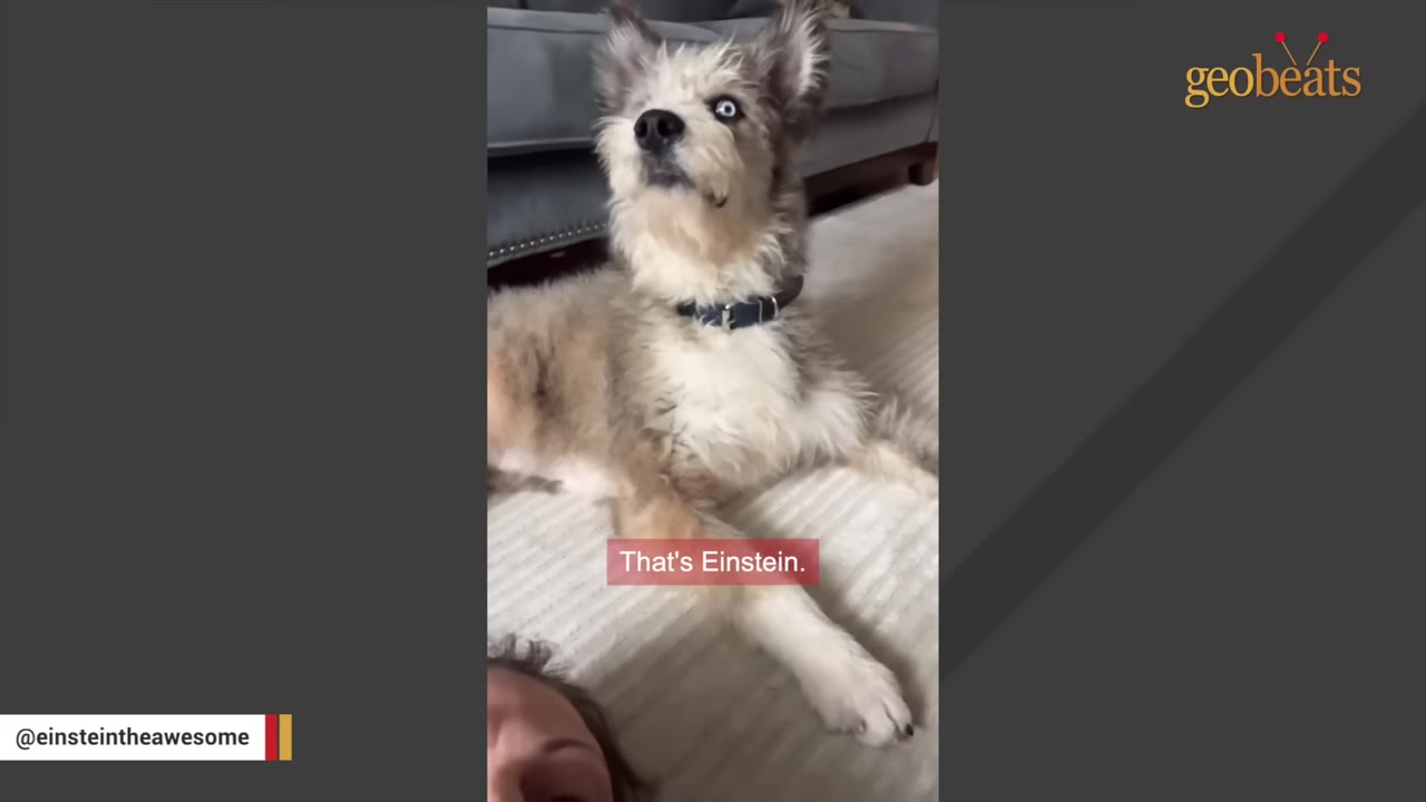 A fluffy, scruffy dog named Einstein with striking blue eyes looks up while lying on a carpeted floor.