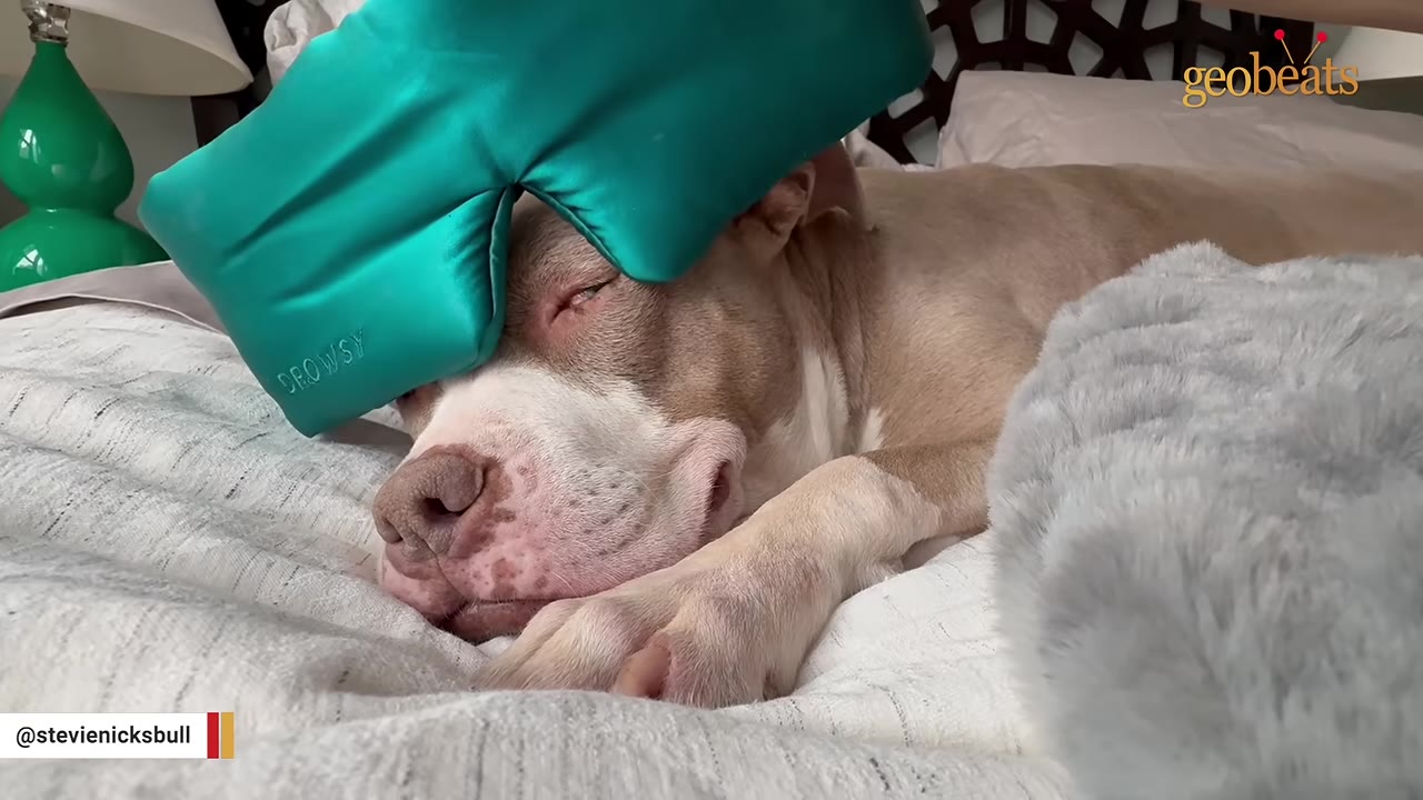 A tan and white dog sleeps peacefully in a cozy bed with a teal silk eye mask resting on its head.