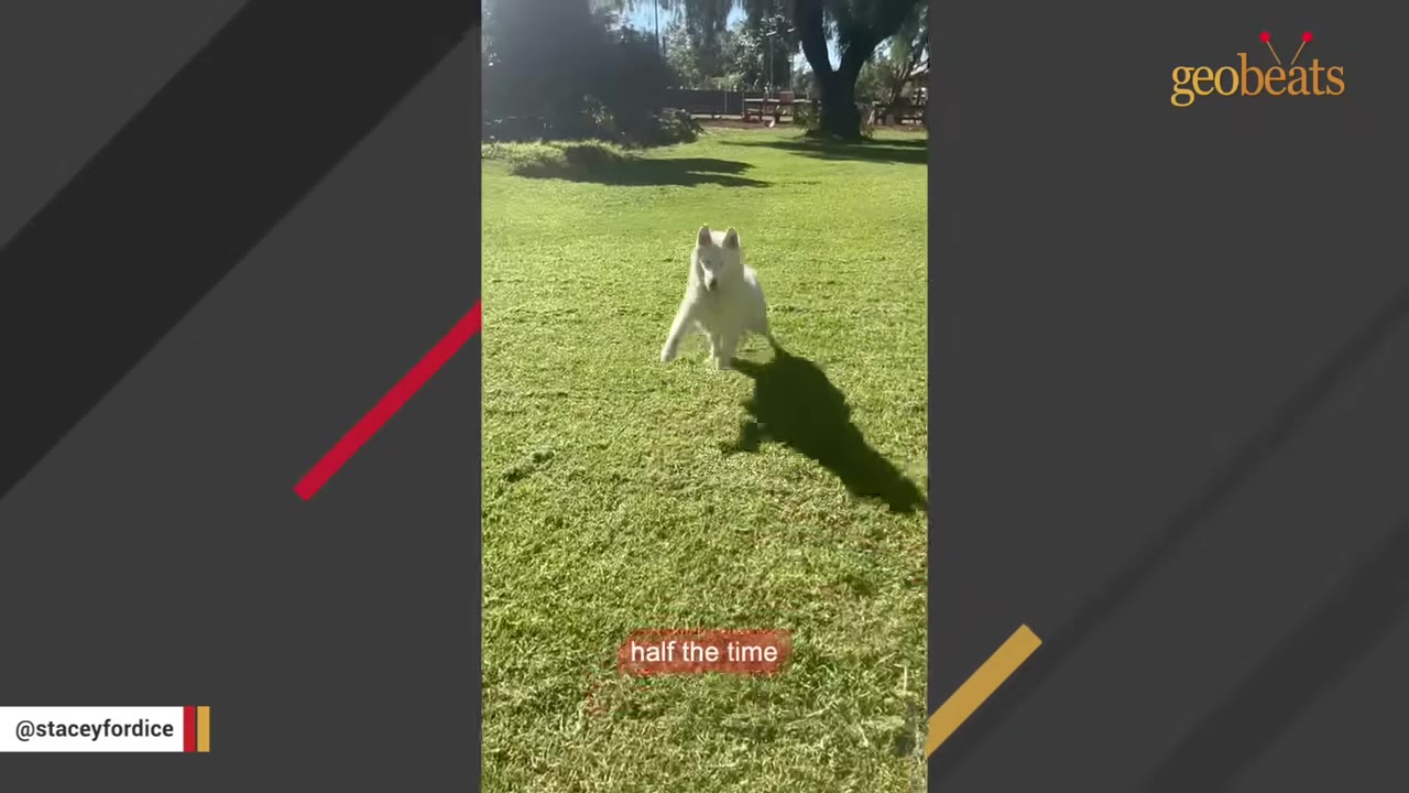 A white dog running across a green grassy field on a sunny day.