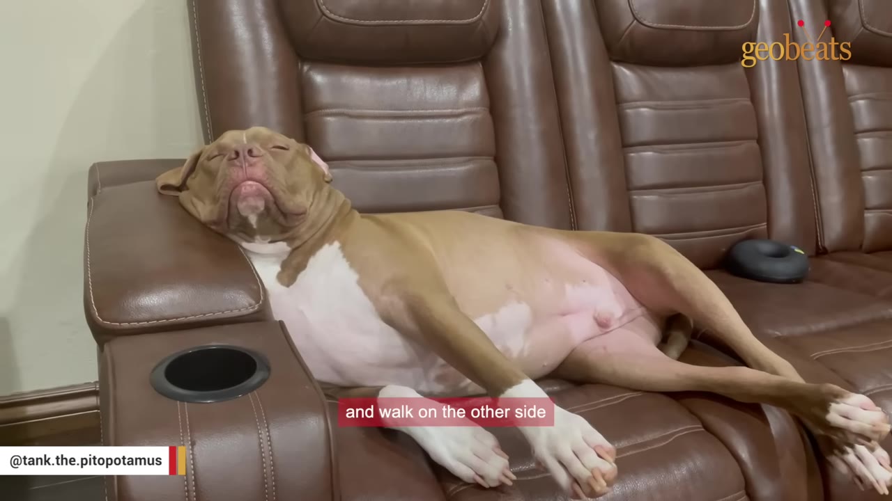 A large, tan and white pit bull-type dog named Tank sleeps peacefully, sprawled out on a brown leather recliner.