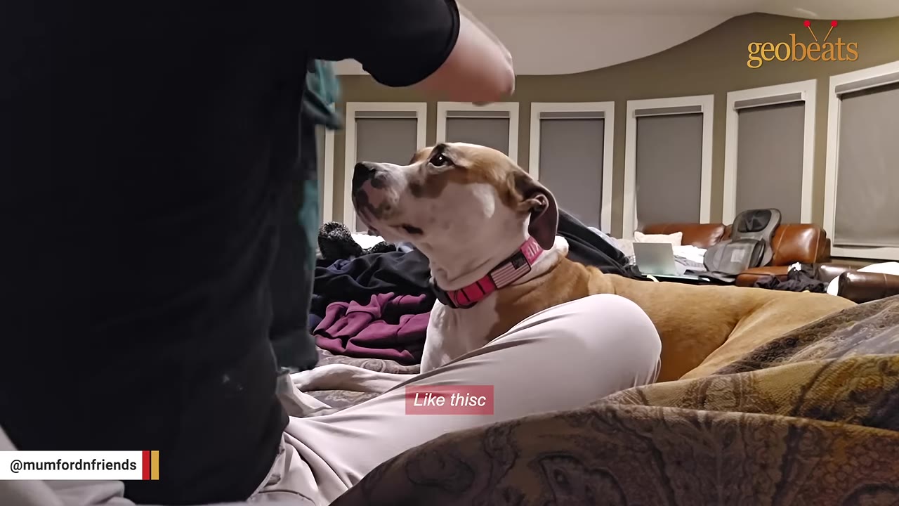 A tan and white dog wearing a pink collar sits on a person's lap and looks up attentively.