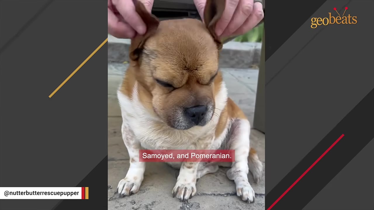 A small brown and white dog sitting on the ground while a person's hands gently hold its ears upright to resemble bunny ears.