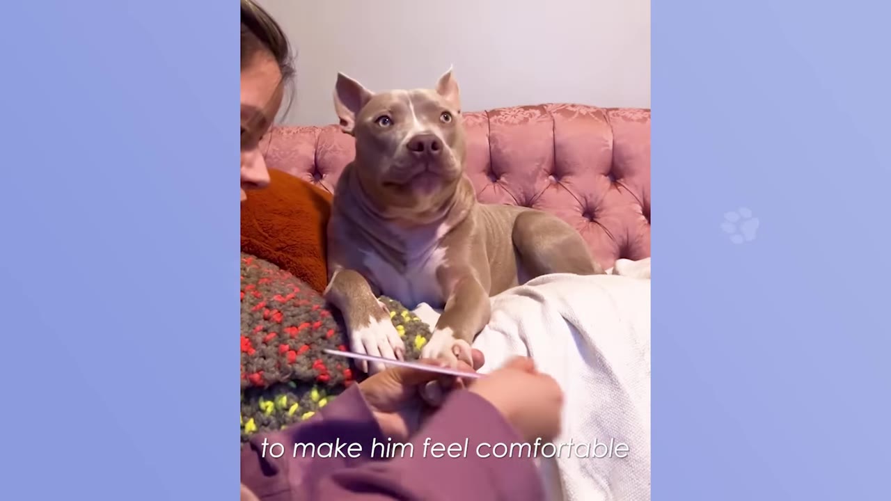 A tan and white pit bull dog sits calmly on a pink tufted sofa while a person gently files his front nails.