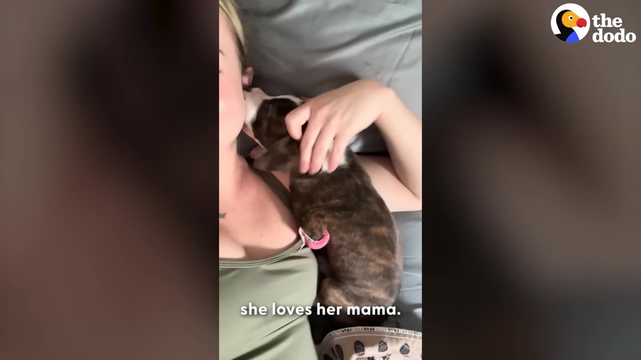 A small brindle puppy lies on a woman's chest as she cuddles and pets it.