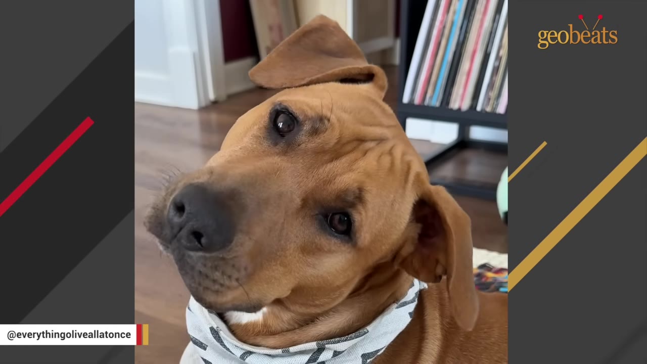 A close-up portrait of a light brown dog tilting its head curiously, wearing a patterned bandana.