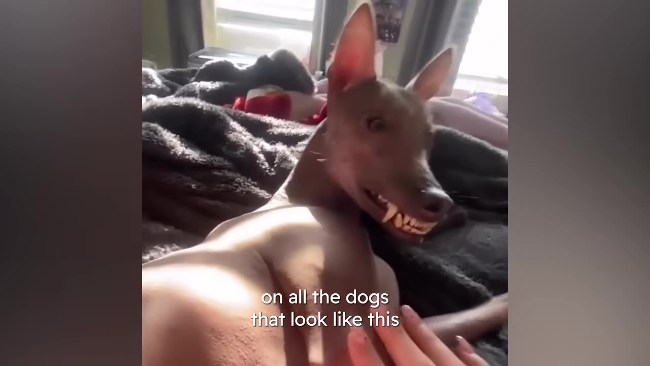 A close-up of a hairless dog with large ears lying on a bed, showing its teeth in a grin while being petted by a hand.
