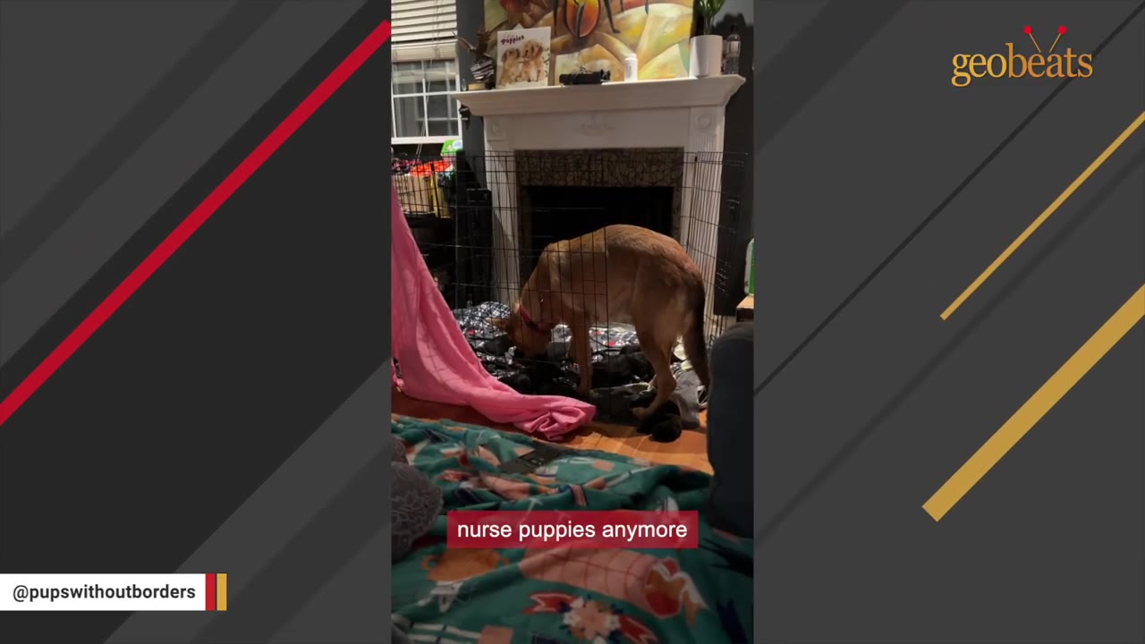 A brown dog stands inside a wire playpen in a living room, looking down at blankets.