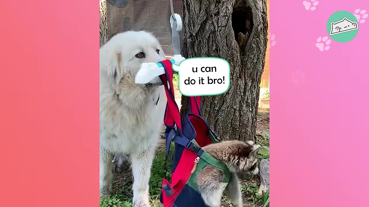 A large white dog holds the handle of a red and blue harness in its mouth, supporting a raccoon wearing the harness next to a tree.