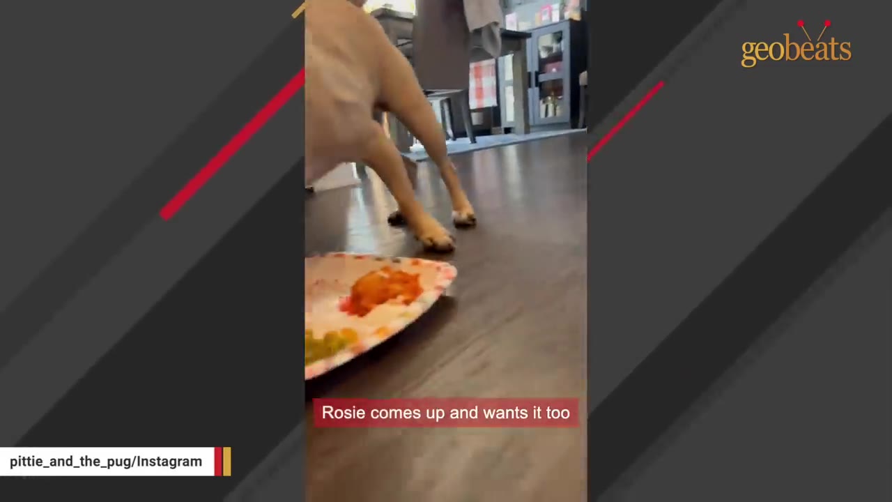 A plate of food sits on a dark wood floor as a dog's front legs walk towards it.