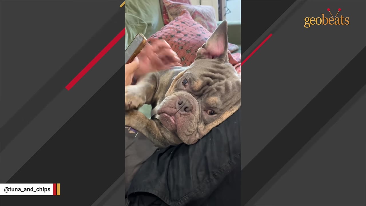 A gray bulldog lies comfortably on a person's lap while being petted.