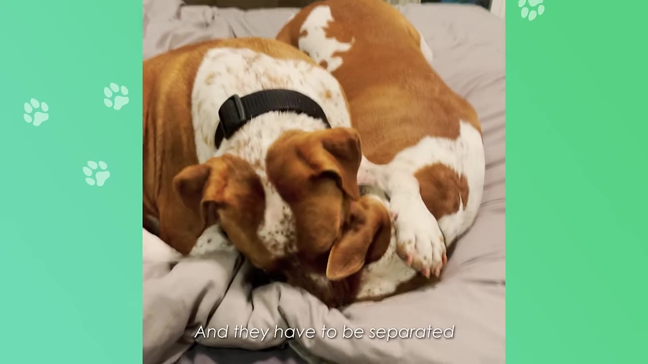 Two brown and white dogs curled up together sleeping on a grey bed.