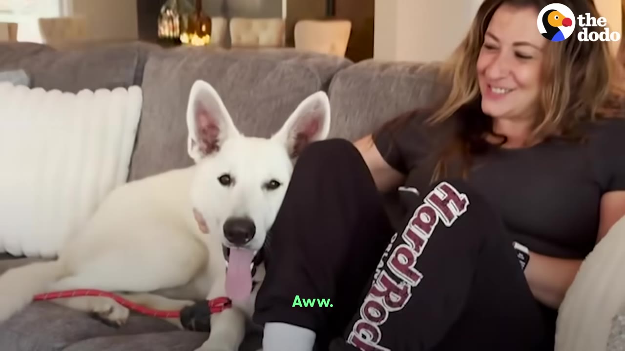 A smiling woman sits on a grey couch next to a white dog with large ears resting its head near her leg.