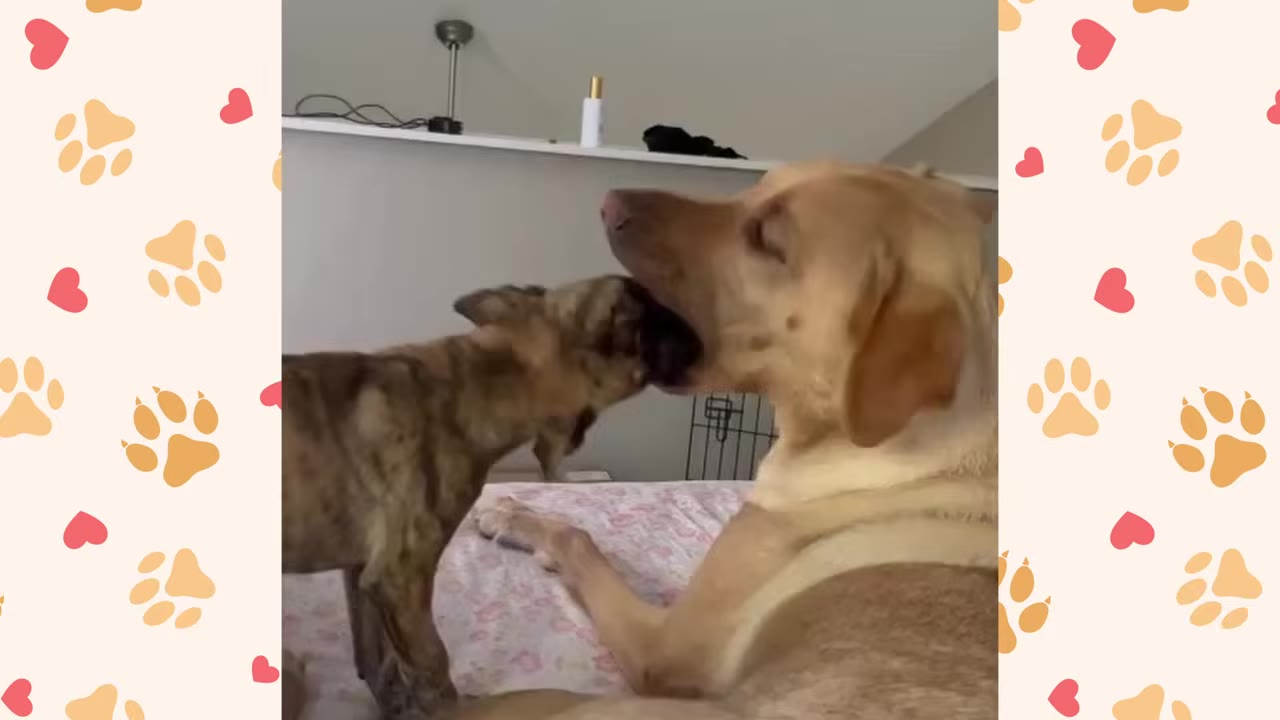 A large yellow dog playfully puts its open mouth over the head of a smaller brindle puppy on a bed.