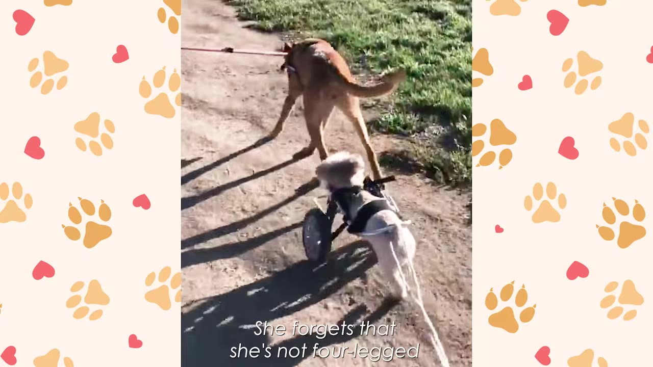 A small white dog in a two-wheeled cart runs along a dirt path next to a larger brown dog.