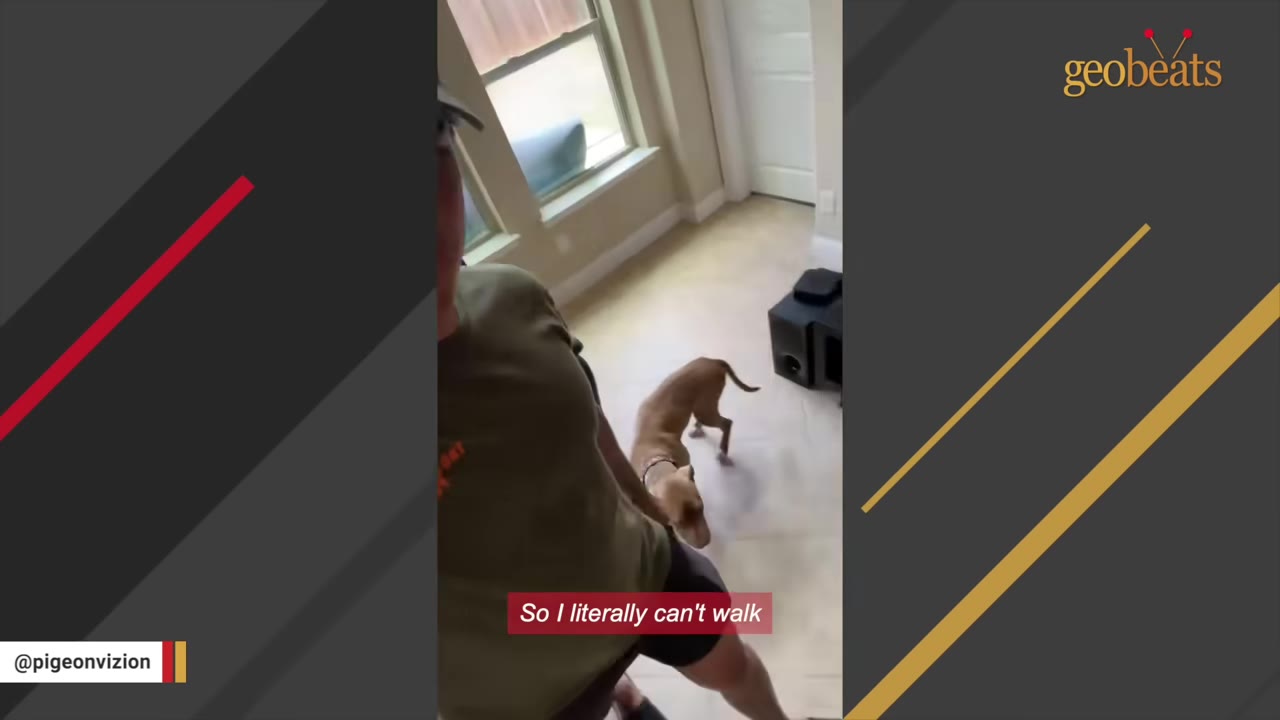 A brown dog follows closely behind a man's leg as he walks through a house, illustrating being attached to his hip.
