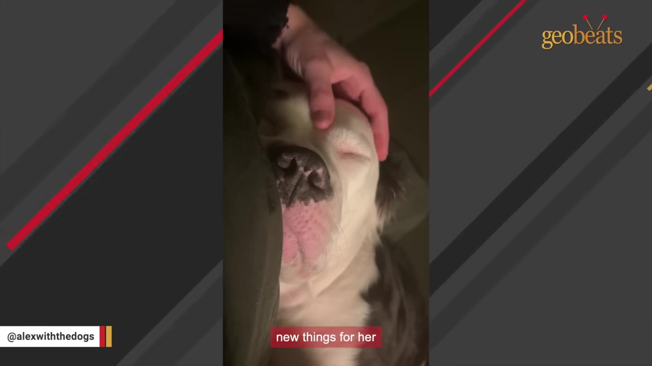 A close-up vertical shot of a sleeping white and brown dog being gently petted on the head by a person's hand.