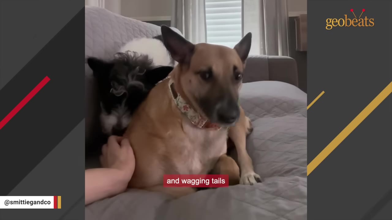 A tan dog wearing a floral collar sits on a grey bed next to a small black and white dog, while a person's hand gently pets its side.