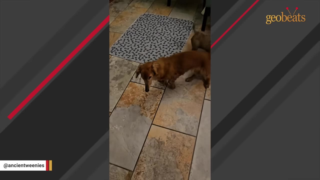 A long-haired dachshund stands on a tiled floor near a patterned rug.