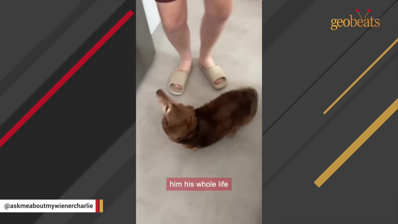 A small brown dachshund looking up at its owner's legs and feet.