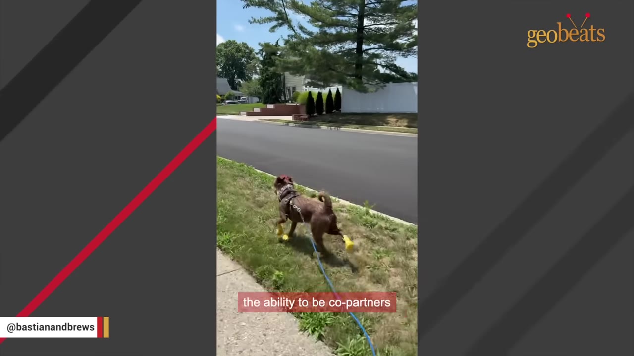 A brown dog wearing yellow booties walks on a grassy strip next to a sidewalk on a leash.