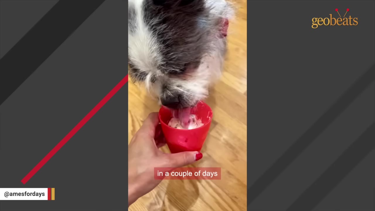 A close-up of a senior black and white dog licking a treat out of a small red cup held by a person's hand.