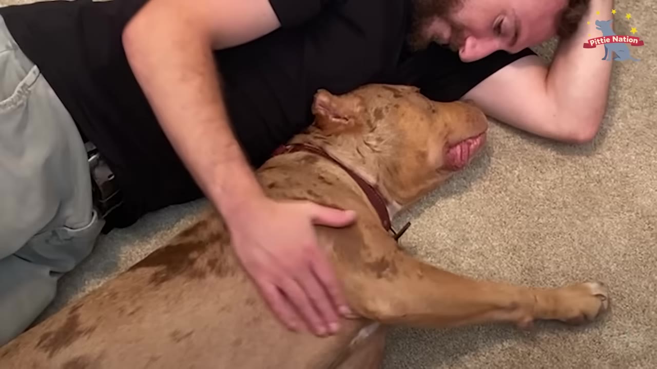 A brown merle dog lies on its back on a carpeted floor while a man lies next to it, gently petting its side.