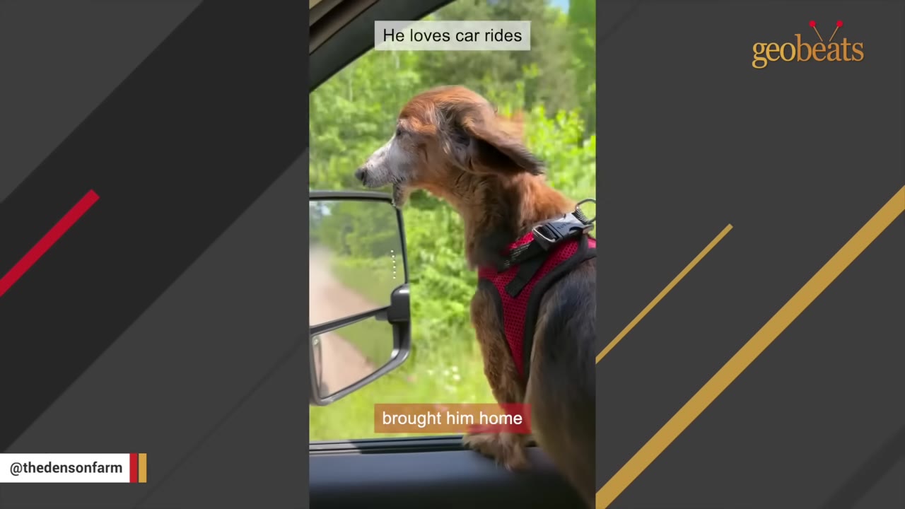 A small brown dachshund wearing a red harness looks out of an open car window with its ears blowing in the wind.