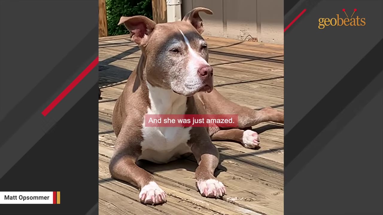 A brown and white pit bull dog lying down on a sunny wooden deck, looking off to the side.