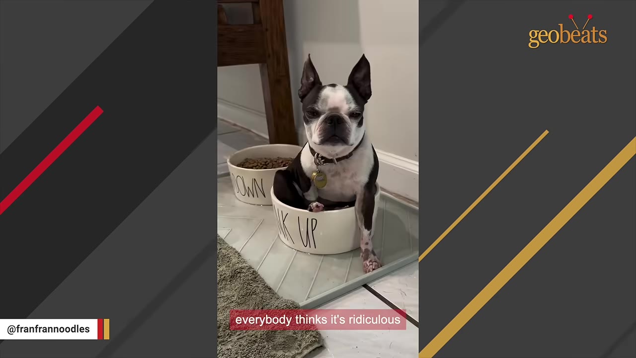 A Boston Terrier sitting inside its white water bowl labeled 'DRINK UP' next to its food bowl.