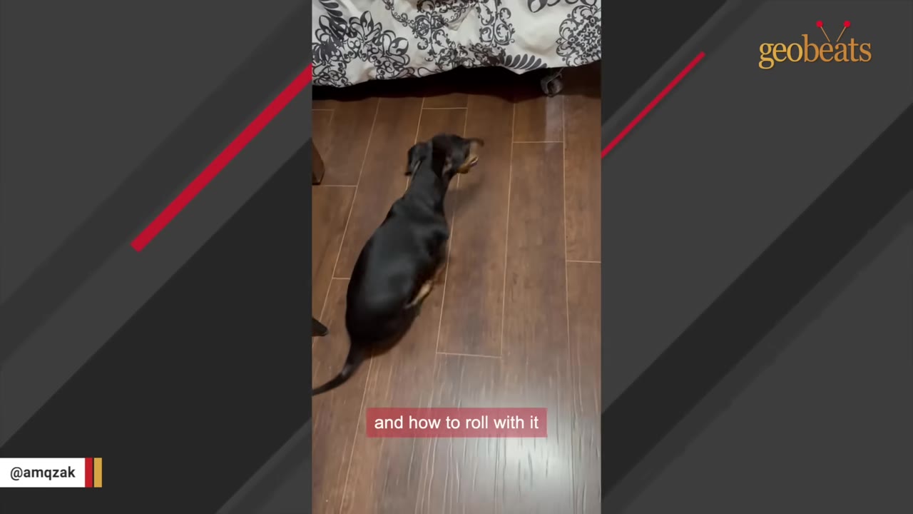 A black and tan dachshund on a dark wooden floor, moving forward with the text 'and how to roll with it' overlaid.