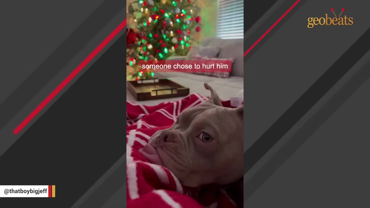 A light brown dog with floppy ears rests under a red and white blanket, looking up with a gentle expression in front of a lit Christmas tree.