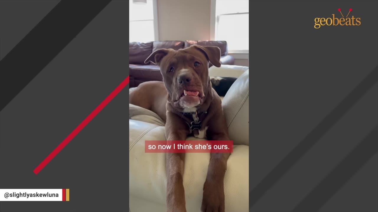 A brown dog with a slightly crooked jaw rests on a white leather couch inside a home, with a text overlay that reads 'so now I think she's ours.'
