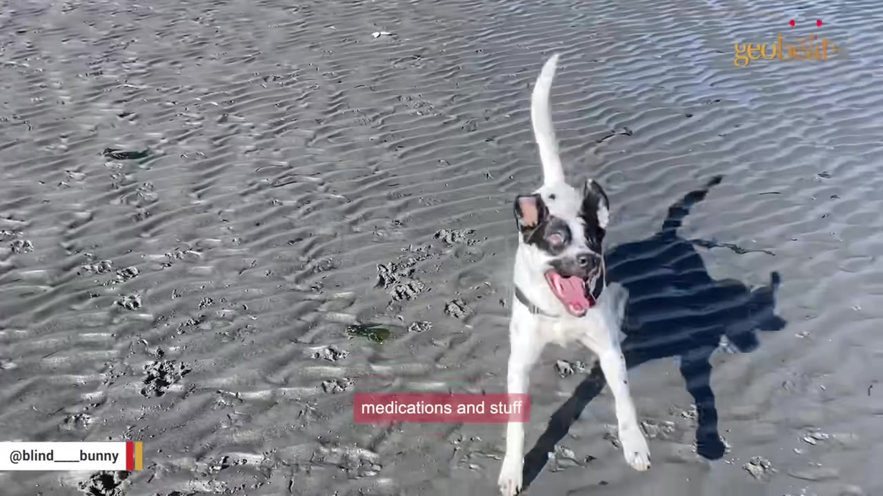 A black and white dog stands on a wet, textured sandy beach with its mouth open and tongue out.