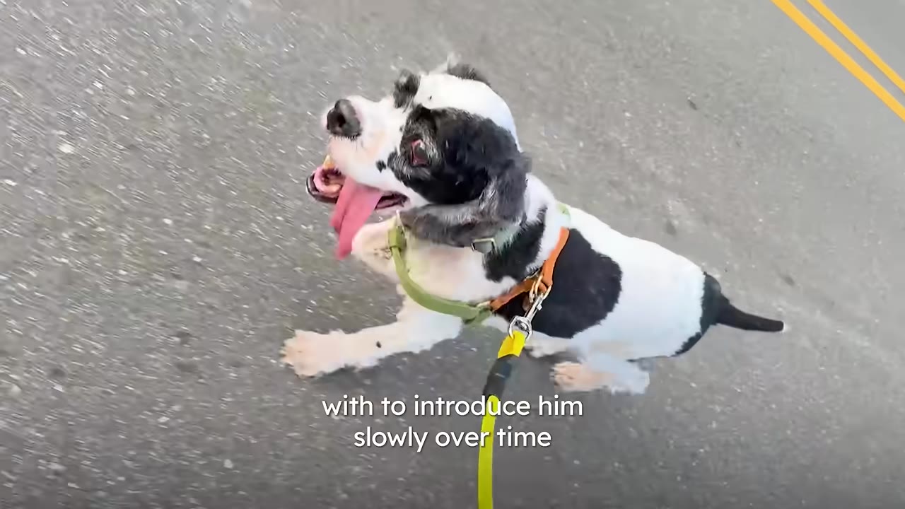 A black and white dog wearing a harness and leash runs happily on an asphalt road with its tongue out.