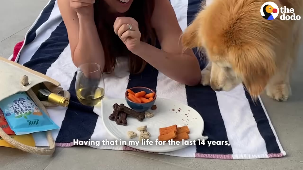 A golden retriever dog looks down at a plate of dog treats on a striped picnic blanket next to a woman.