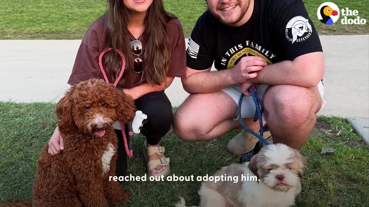 A man and a woman crouch on a grassy lawn next to a brown curly-haired dog and a small white and brown dog on leashes.