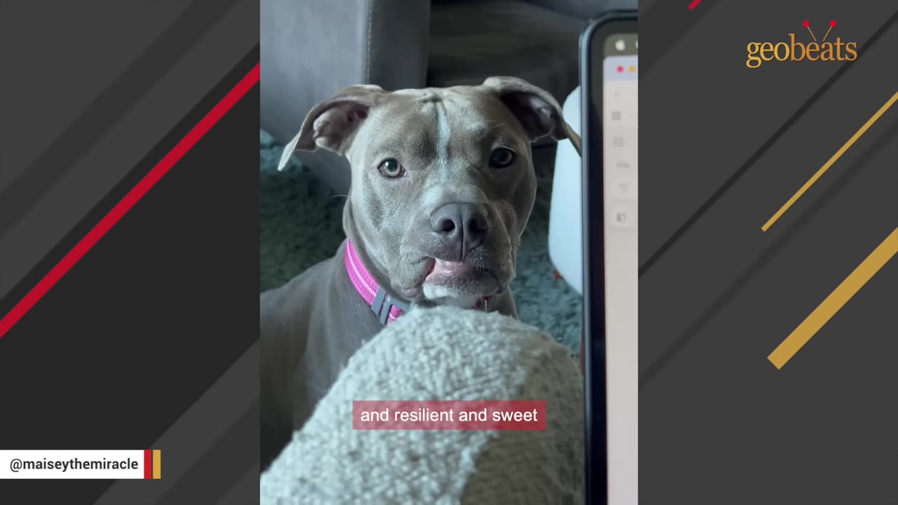 A grey pit bull-type dog with a pink collar looks directly at the camera with a gentle expression.