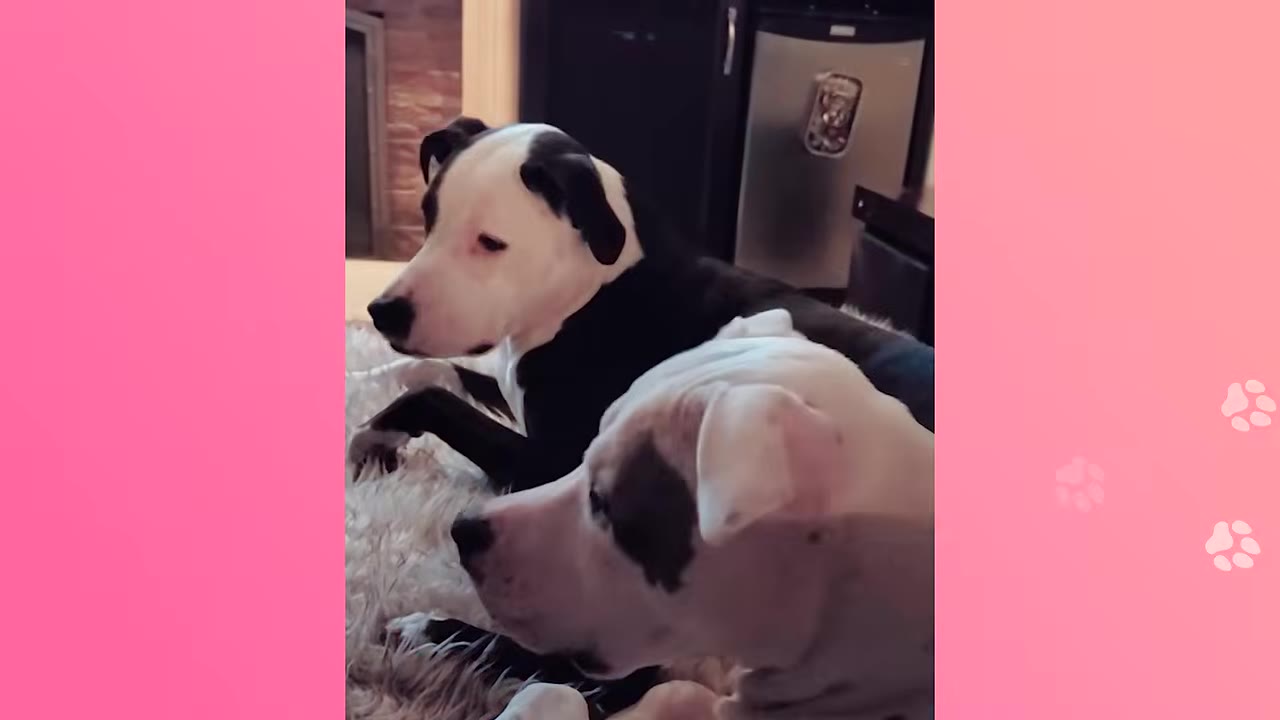 A black and white dog and a white dog with dark patches lie quietly side-by-side on a fluffy rug.
