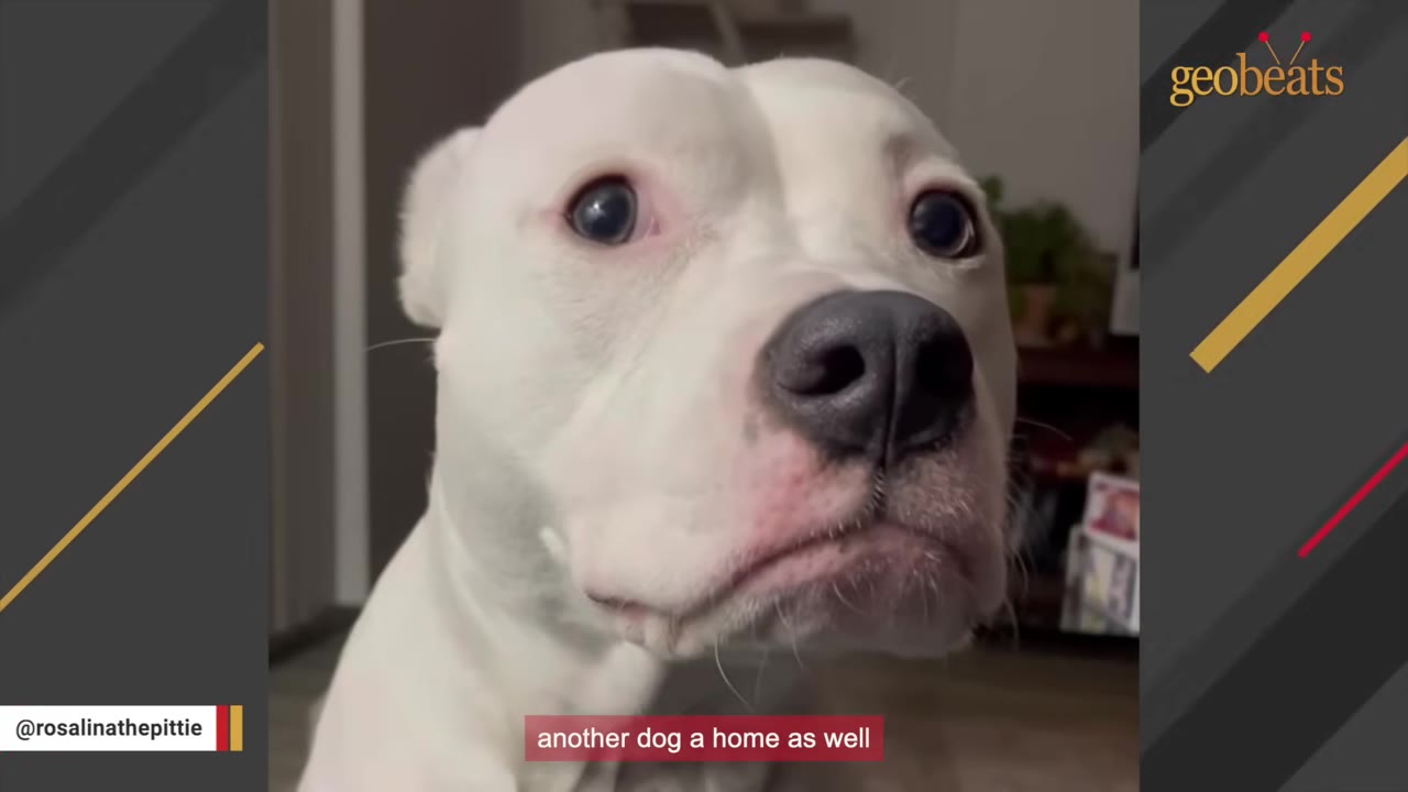 A close-up shot of a white dog looking directly at the camera with wide, expressive eyes.