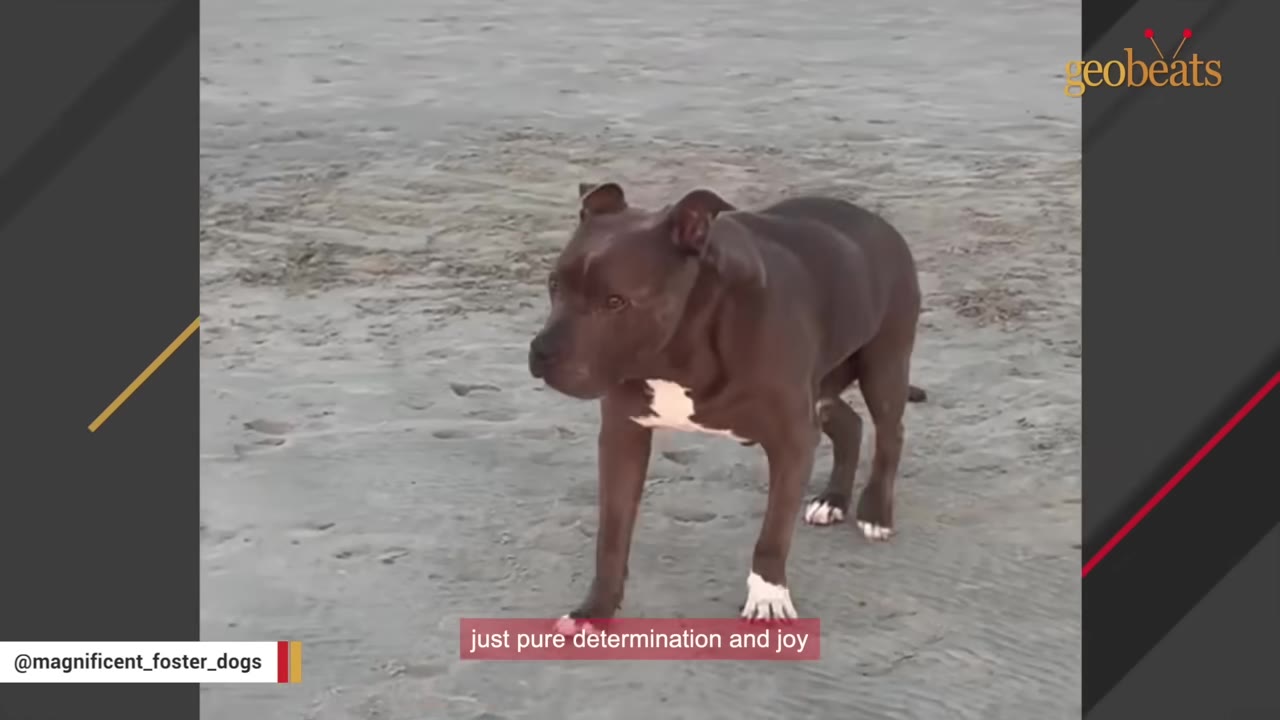A brown and white pit bull stands on a sandy beach, looking forward with a determined expression.