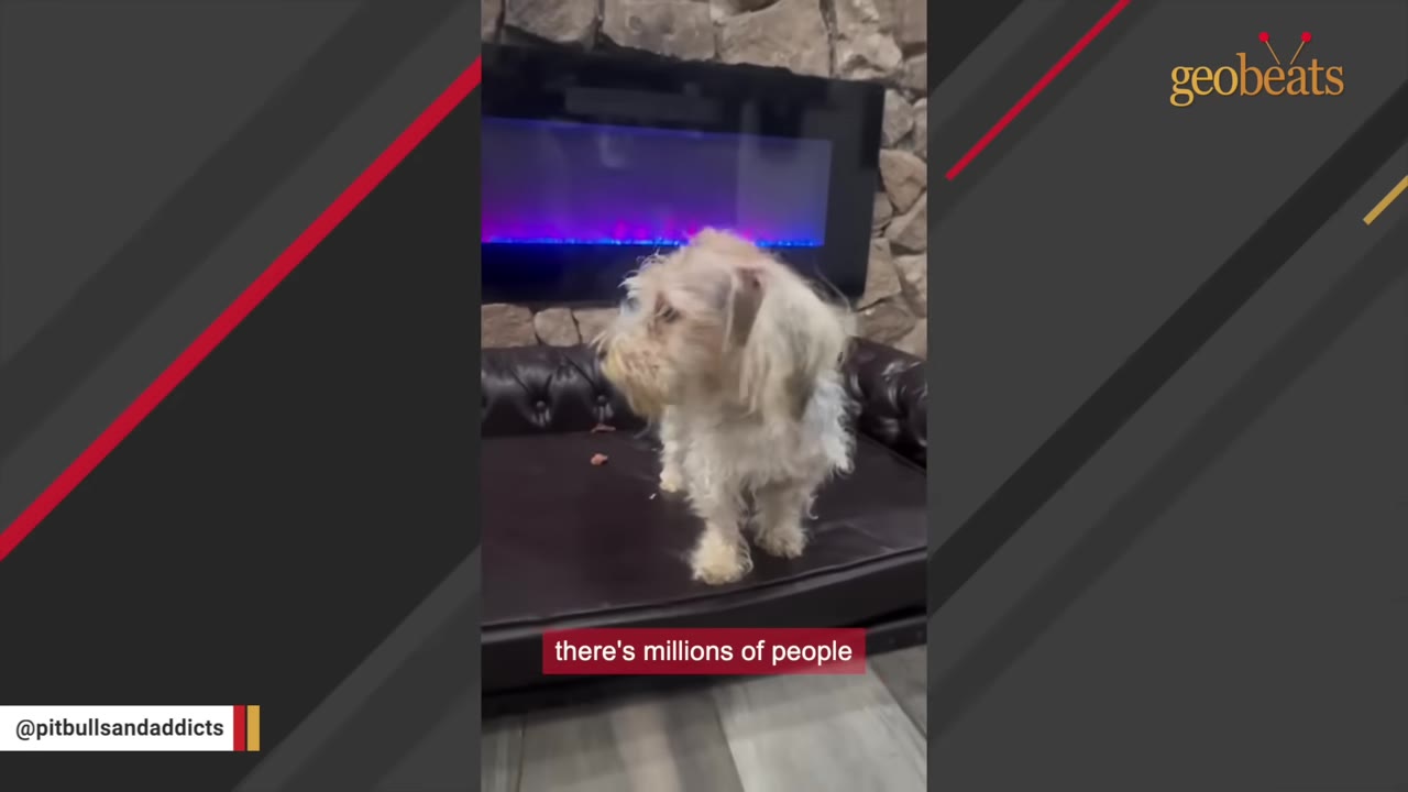 A small, scruffy white and grey dog stands on a black leather dog bed in front of a fireplace.
