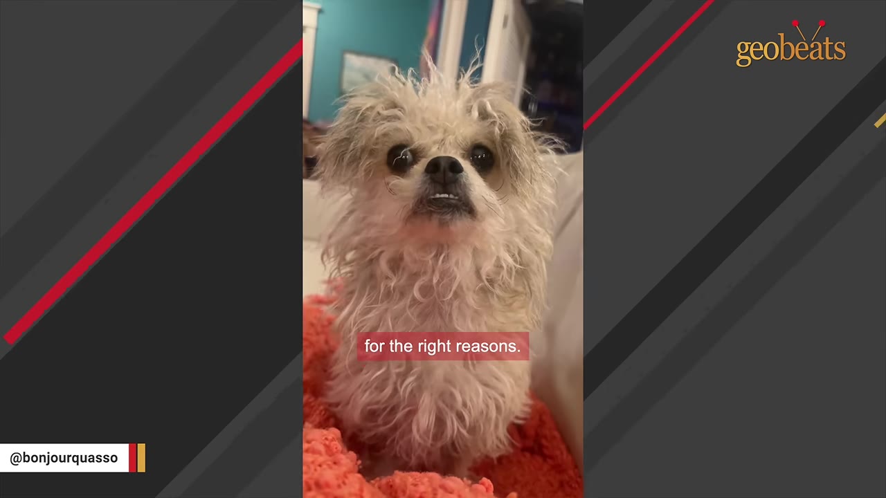 A small, scruffy, light-colored dog with dark eyes and a slight underbite sits on an orange blanket, looking directly at the camera.