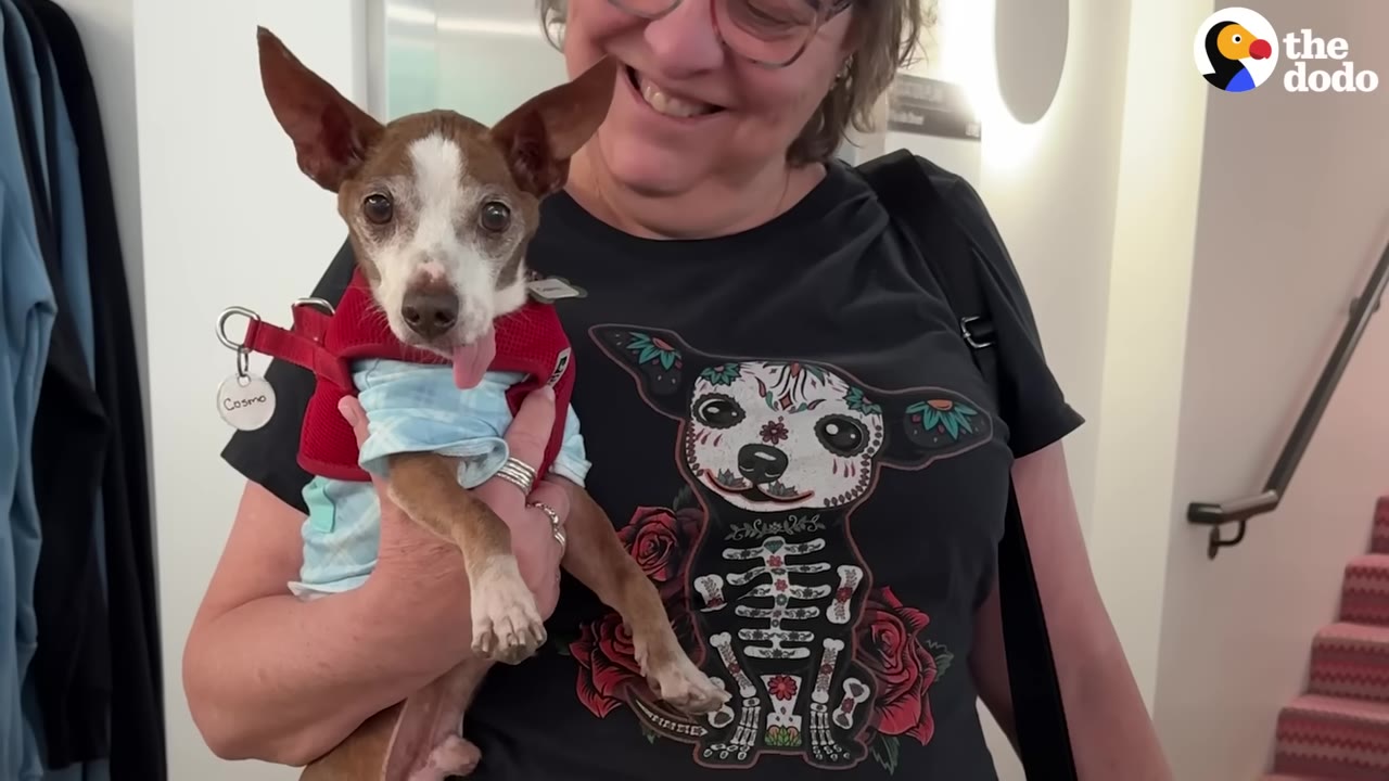 A small brown and white Chihuahua named Cosmo, wearing a red harness and blue shirt, is held by a smiling woman wearing a black t-shirt with a colorful Chihuahua skeleton graphic.