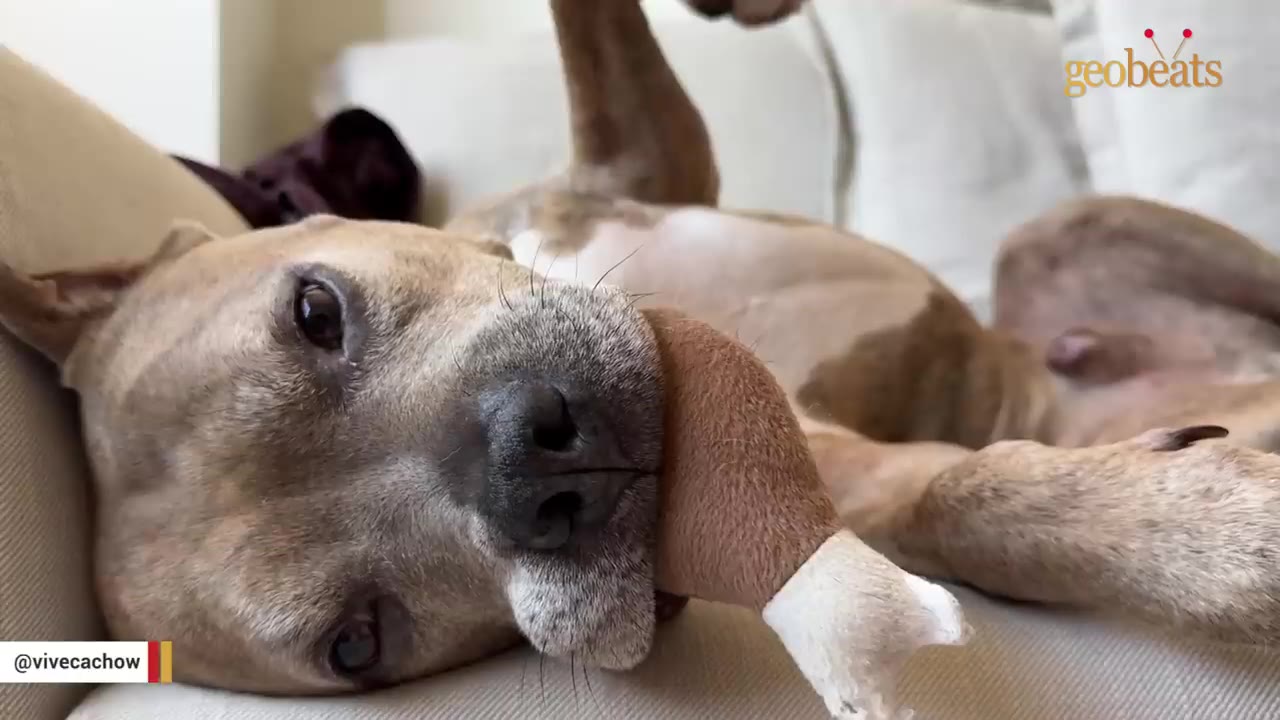 A close-up of a light brown dog lying on its back on a couch, holding a plush toy in its mouth, with white fur visible around its muzzle.