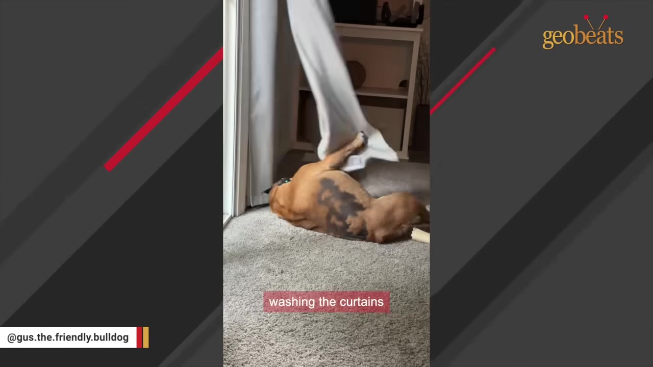 A brown bulldog lies on its back on a carpeted floor, holding onto a long grey curtain with its paw.