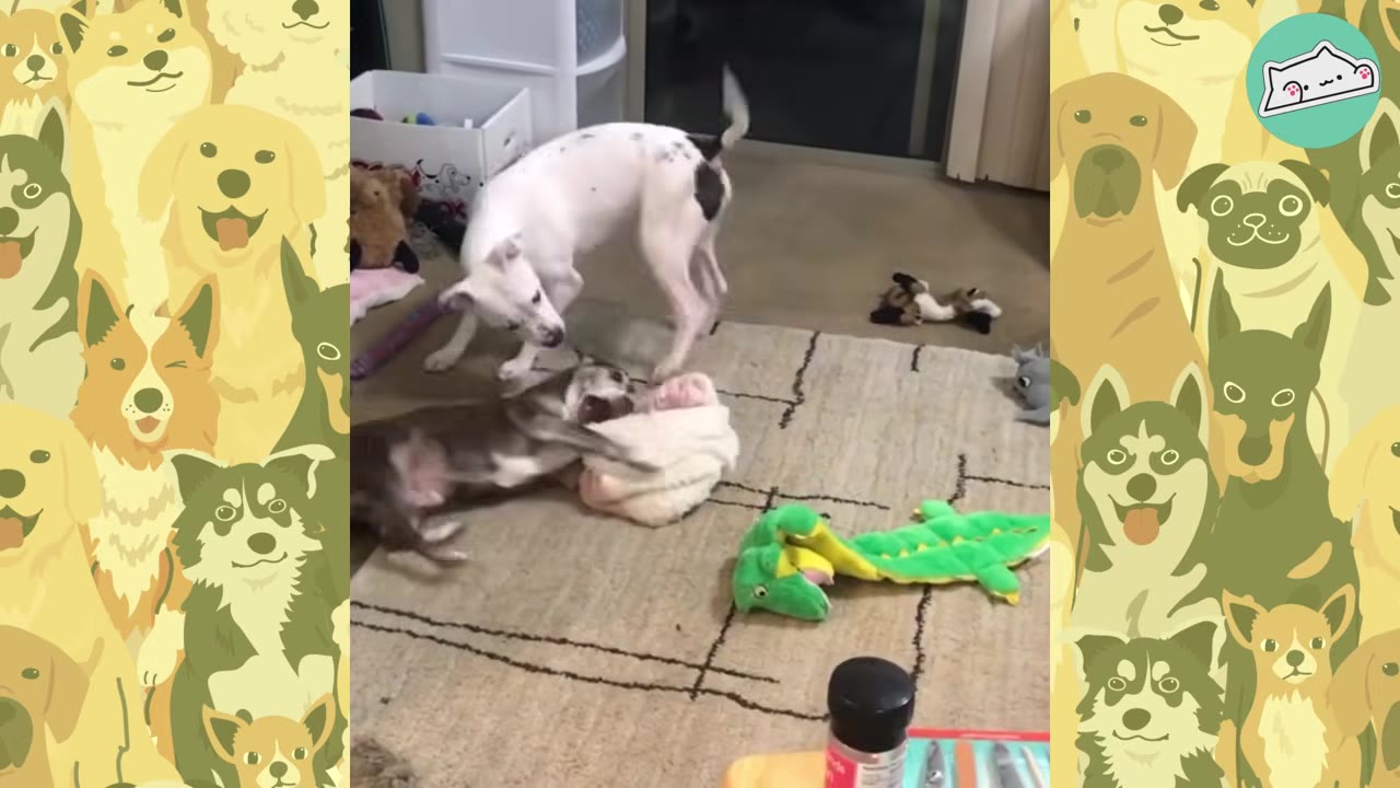A white dog with black spots stands over a smaller grey and white dog playing on a rug with toys.